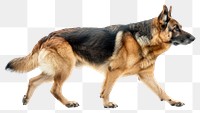 PNG  German Shepherd walking side view