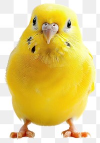 PNG Bright yellow budgie bird closeup