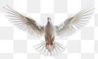 PNG White dove in flight gracefully