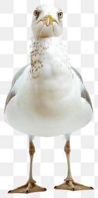 PNG Seagull isolated on white background