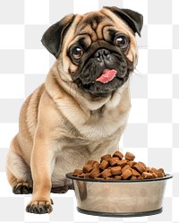 PNG  Cute pug with dog food