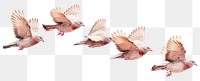 PNG Doves in flight sequence