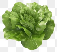 PNG Fresh green lettuce illustration