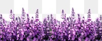 PNG Lavender flowers vegetation blossom purple.