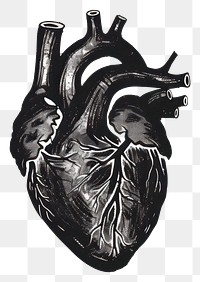 PNG Detailed anatomical heart illustration