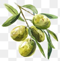 PNG Olives annonaceae produce plant.
