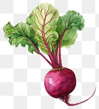 PNG Beetroot vegetable produce turnip.