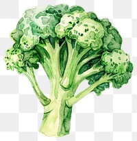PNG Broccoli broccoli vegetable produce.