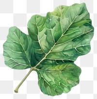 PNG Fig leaf vegetable produce plant.