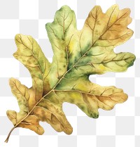 PNG Oak leaf produce plant tree.