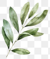 PNG Olive leaf annonaceae blossom herbal.