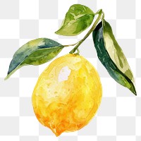 PNG Lemon lemon grapefruit produce.