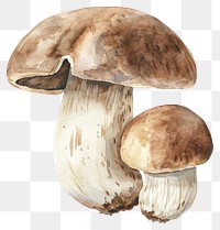 PNG Shiitake mushroom amanita fungus.