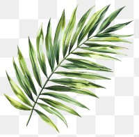 PNG Palm leaves art plant leaf.