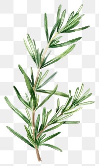 PNG Rosemary leaf conifer blossom herbal.