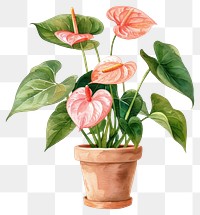 PNG Anthurium in the pot blossom flower plant.