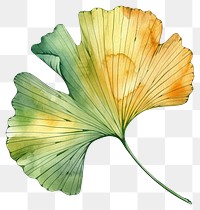 PNG Ginkgo leaf art blossom flower.