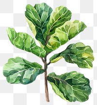 PNG Fiddle leaf fig vegetable produce tobacco.