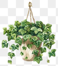 PNG Ivy in the hanging pot plant leaf vine.