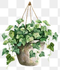 PNG Ivy in the hanging pot plant leaf vine.