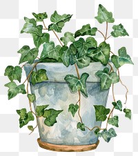 PNG Ivy in the pot plant leaf potted plant.