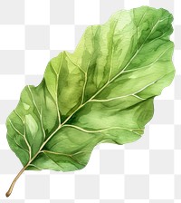 PNG Loak leaf vegetable produce plant.