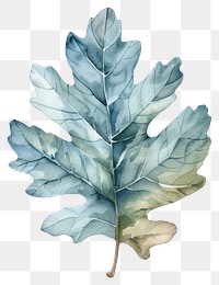 PNG Loak leaf produce person plant.