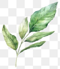 PNG Laurel leaf tobacco herbal plant.