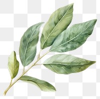 PNG Laurel leaf annonaceae herbal plant.