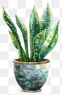 PNG Snake plant in the pot planter pottery vase.