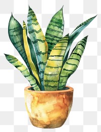 PNG Snake plant in the pot leaf potted plant.