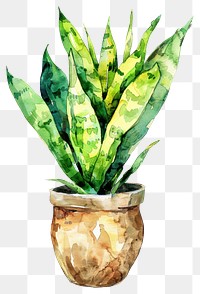PNG Sansevieria in the pot planter pottery leaf.