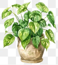 PNG Pothos in the pot blossom flower plant.