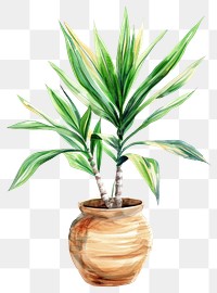 PNG Rdracaena in the pot arecaceae plant tree.