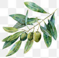 PNG Olive leaf with olives annonaceae produce herbal.