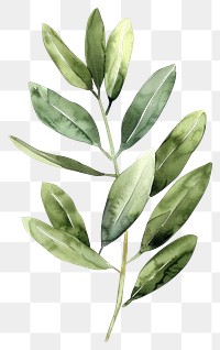 PNG Olive leaf annonaceae herbal plant.