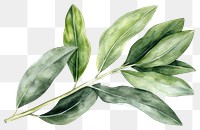 PNG Olive leaf annonaceae herbal plant.