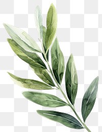 PNG Olive leaf annonaceae herbal herbs.