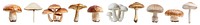 Various mushroom png cut out element set, transparent background