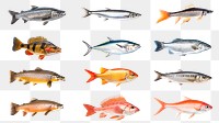 PNG edible fish animal set, transparent background