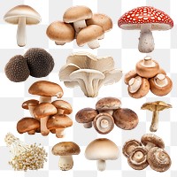 PNG edible mushroom set, transparent background