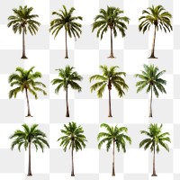 Tropical palm tree png cut out set