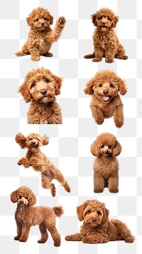 Cute Poodle dog png element set, transparent background