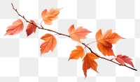 PNG Autumn leaves branch isolated white