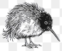 PNG Detailed kiwi bird illustration.