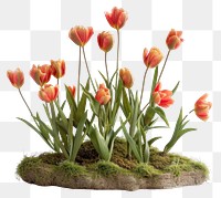 Vibrant tulip flower arrangement