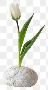 Elegant white tulip on stone