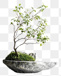 Elegant bonsai tree art