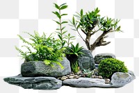 Natural rock garden plants