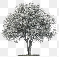 PNG Blooming tree with white flowers